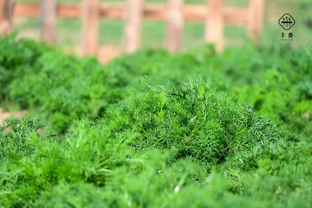 4361654217915641.jpg 微信图片_20220603085411.jpg
